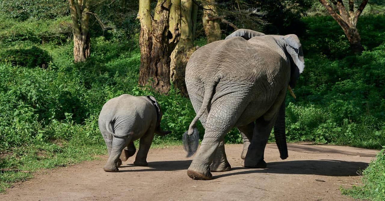 Tanzania Safari 1 Day To Ngorongoro Crater (2)