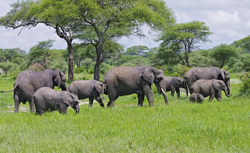 Tarangire 10 Of 14
