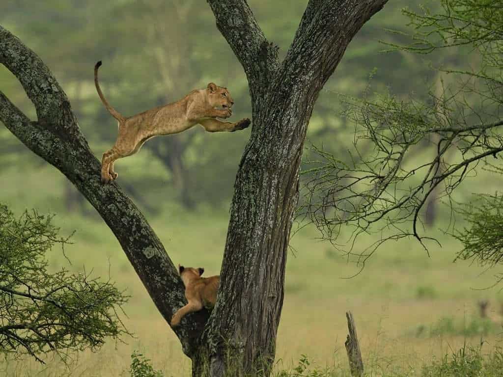 What Will I See On Safari In Tanzania 1024x768