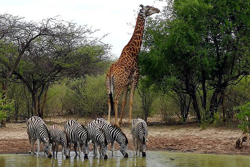 Zebras 5272926 340