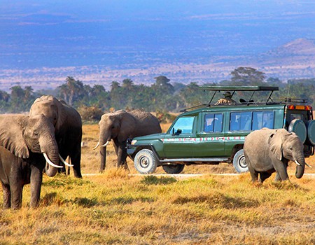 12 Days Combined Kenya And Tanzania Safari