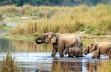 1-Day Chitwan Safari Tour from Kathmandu by Flight