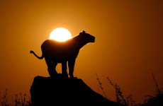7 Days Serengeti Adventure Safari