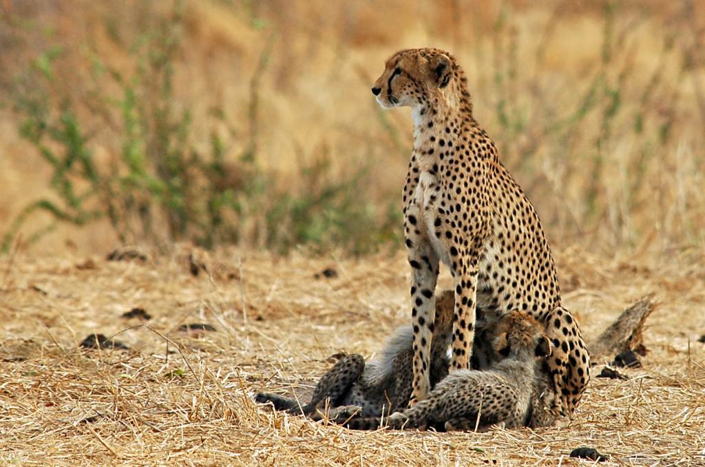 serengeti-Sarafu Travel