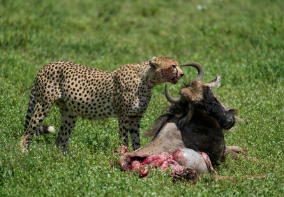 4-Day Tanzania safari (4 Days Tanzania Group Joining Safari)