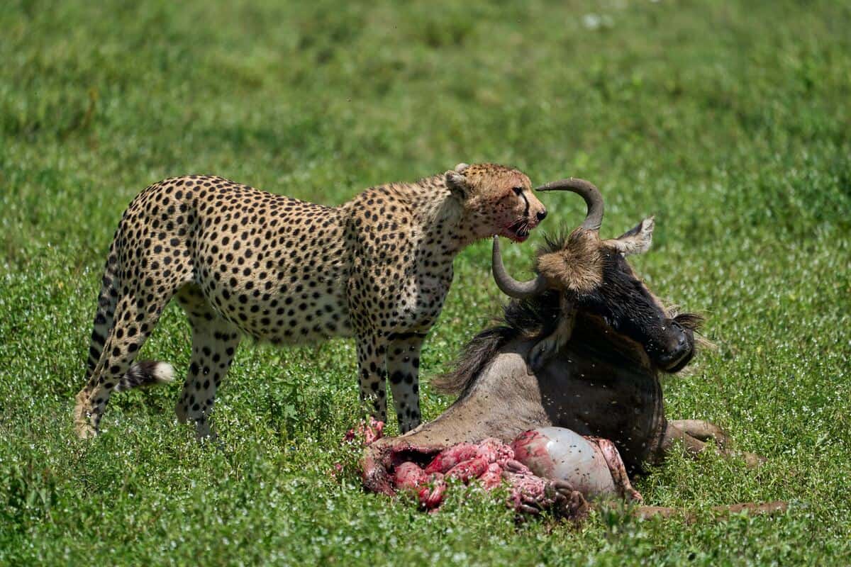 4 Days Serengeti Ngorongoro Crater Safari 1