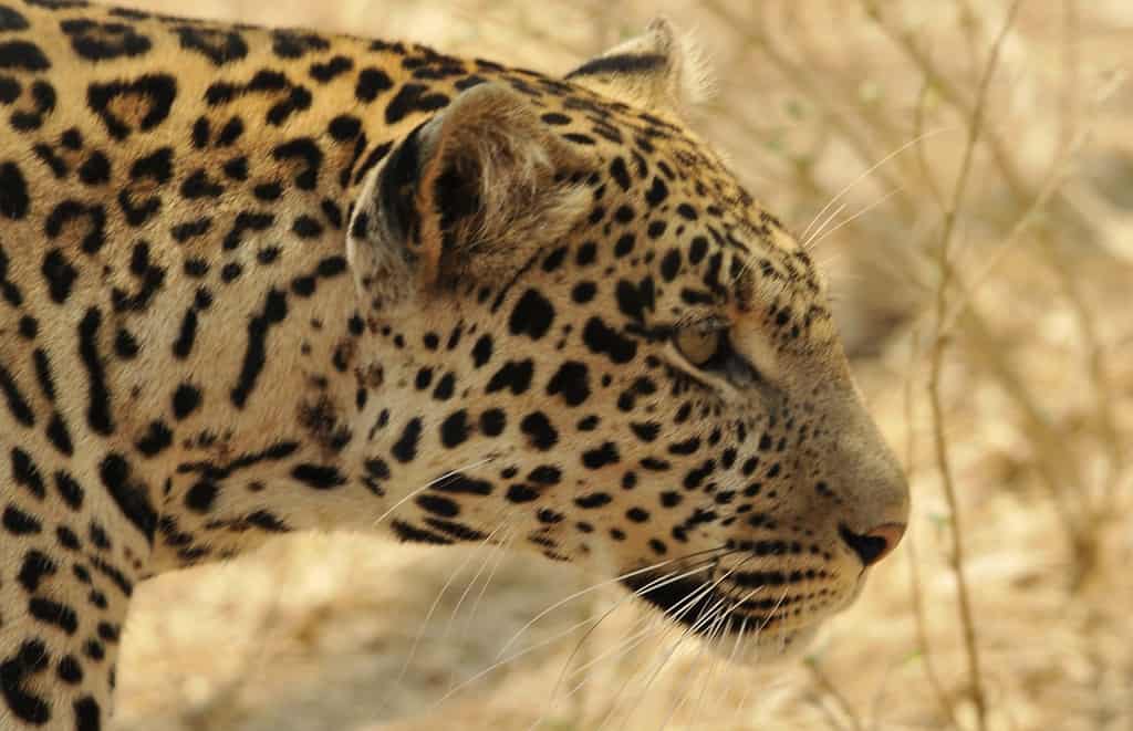 Big five serengeti