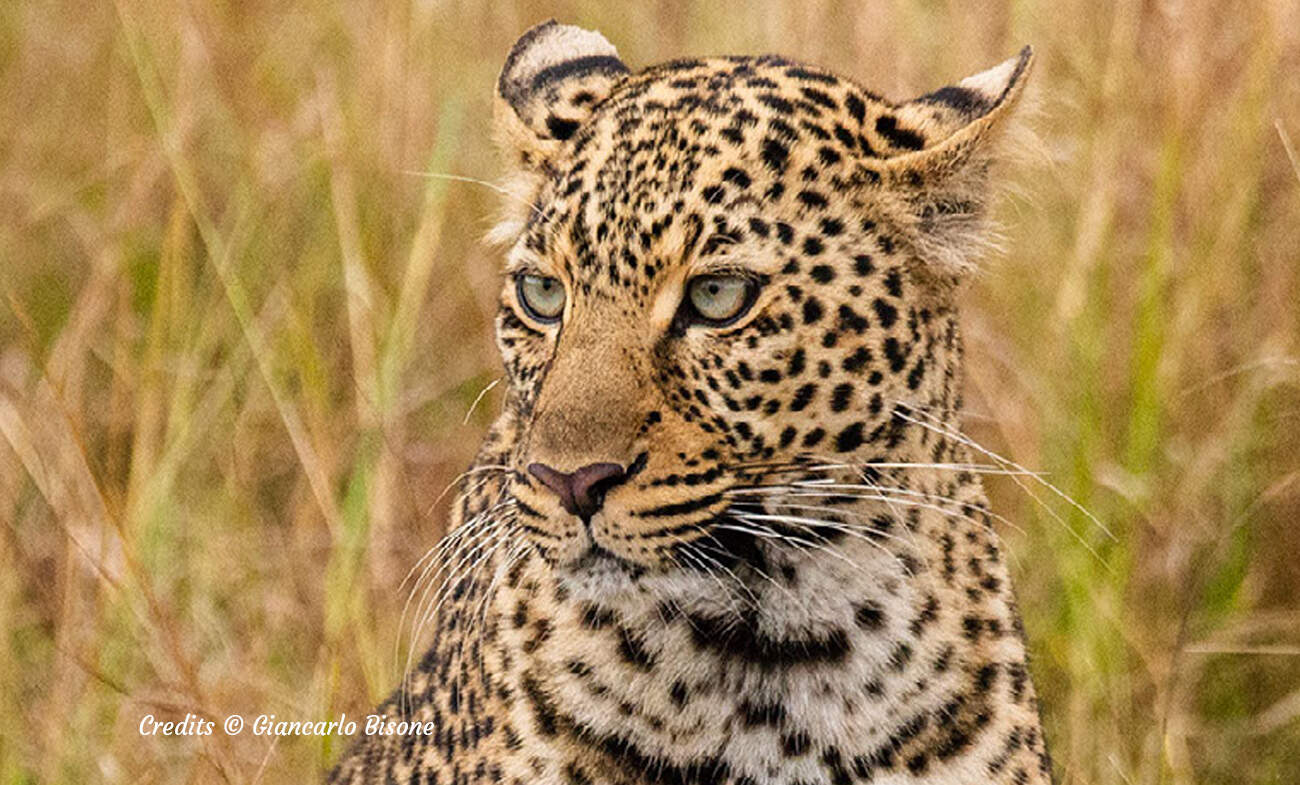 6. Leopard