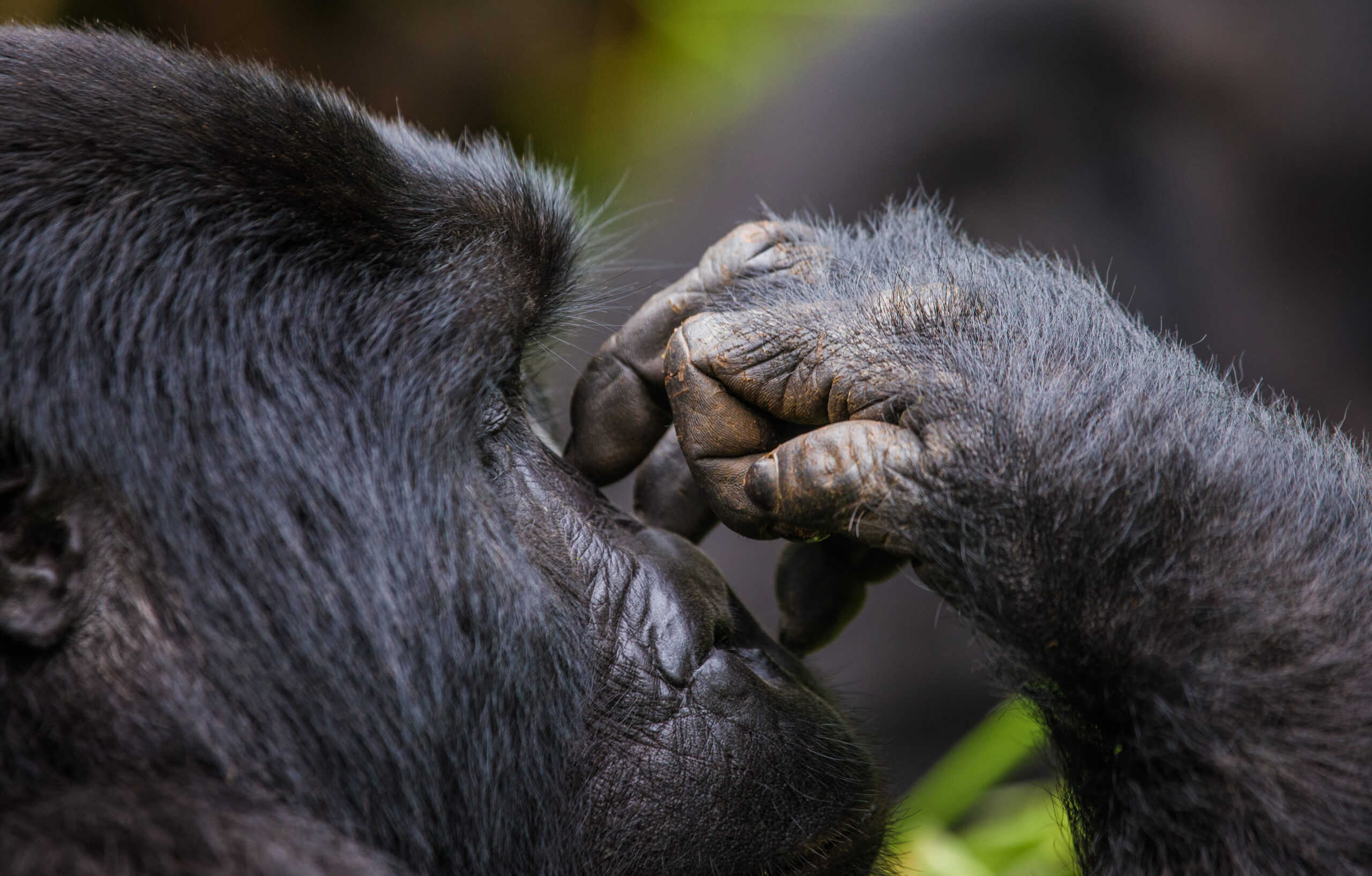 A Foot Of Mountain Gorillas. Close Up. Uganda. Bwindi Impenetrable Forest National Park