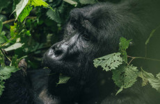 7-Day Ultimate Uganda Gorilla Trekking Safari