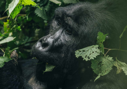 7-Day Ultimate Uganda Gorilla Trekking Safari