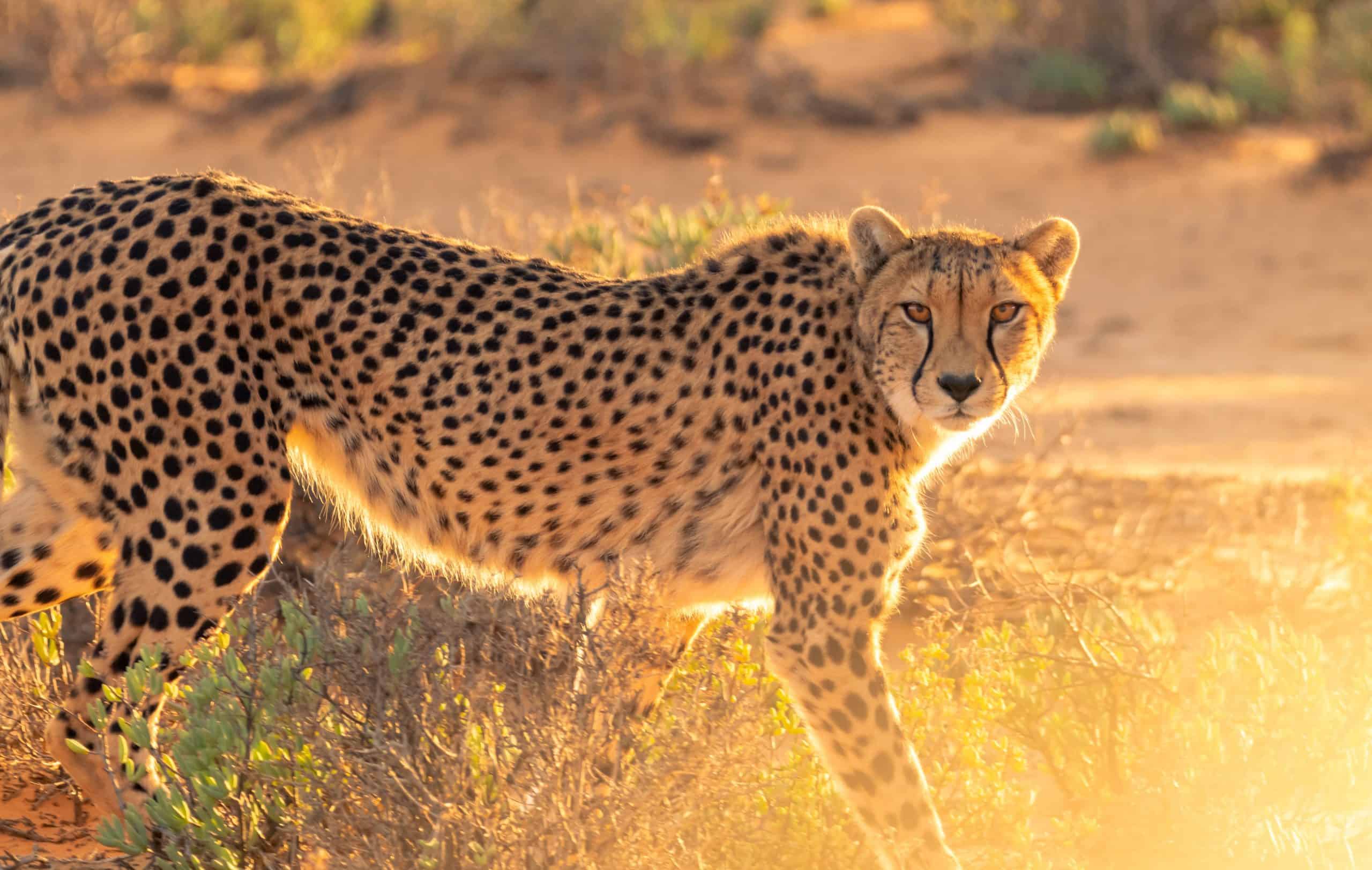 Chetaah Tarangire Sarafu Travel