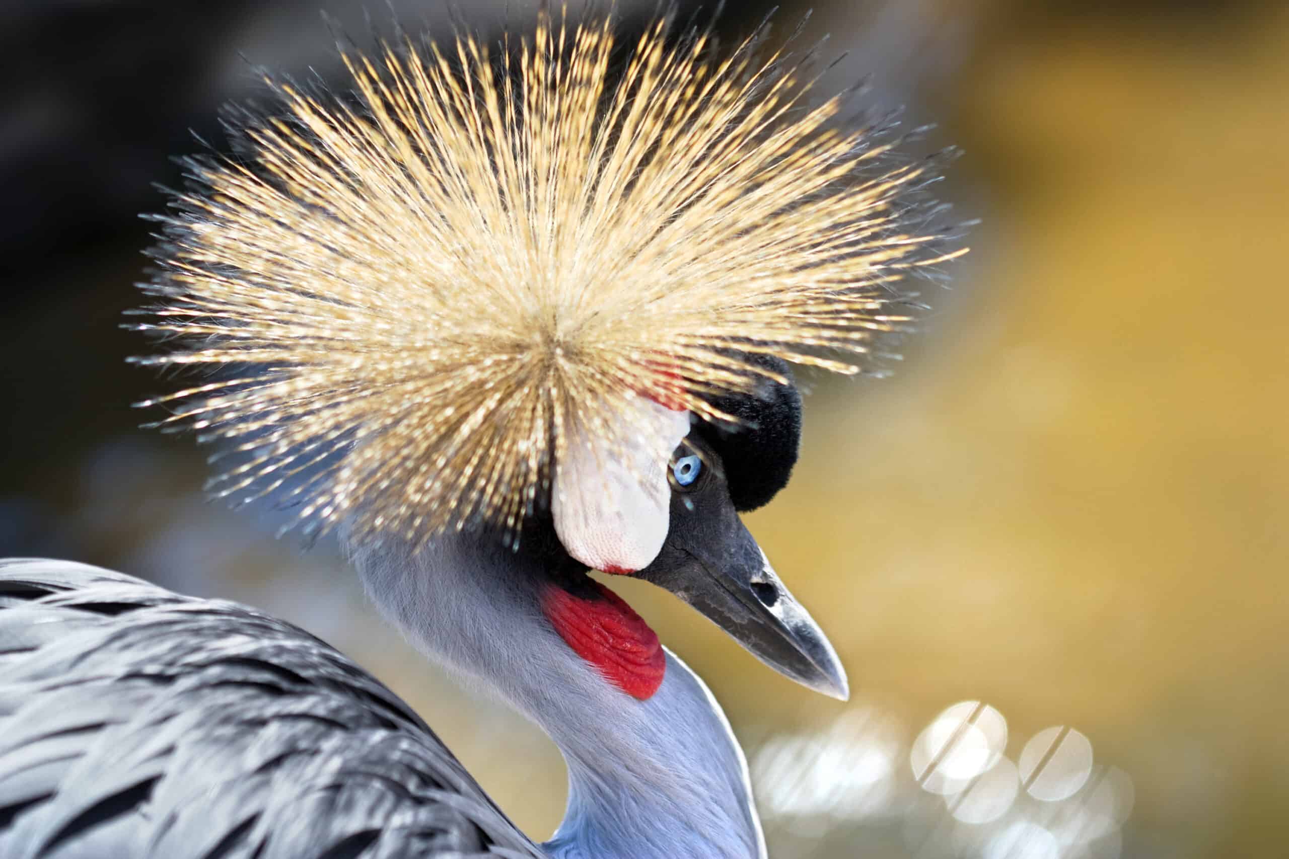 Close Up Portrait Of A Grey Crowned Crane (balearica Regulorum), The National Bird Of Uganda