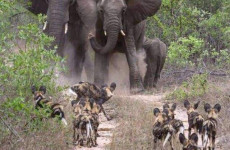 4 Days Maasai Mara Luxury Safari