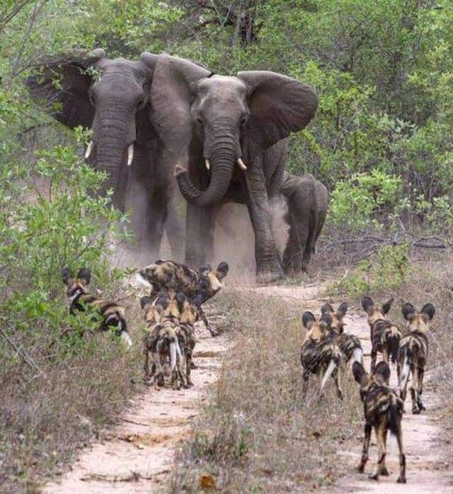 Elephant Bulls Warn Off A Pack Of African Wild…
