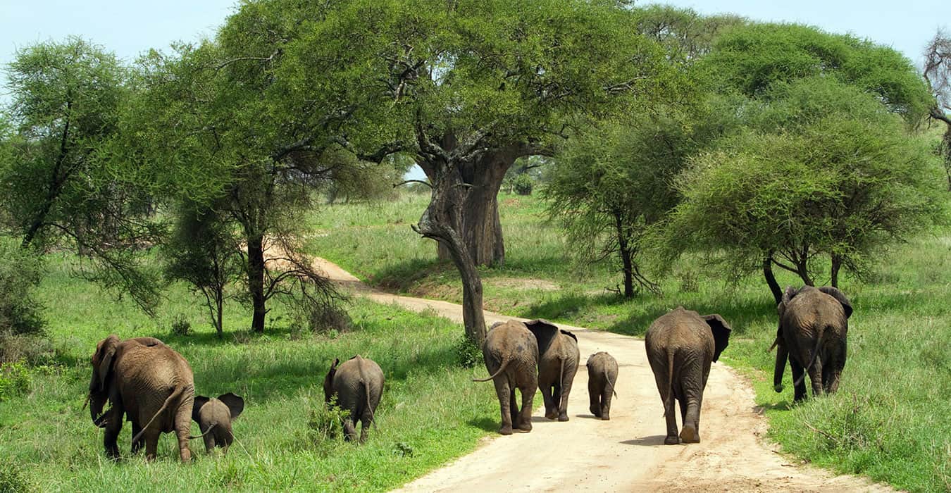 Elephants In Tarangire