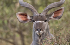 1-Day Nyerere National Park Fly-in Safari from Zanzibar