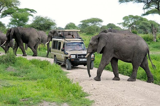 Game Drive In Tarangire National Park