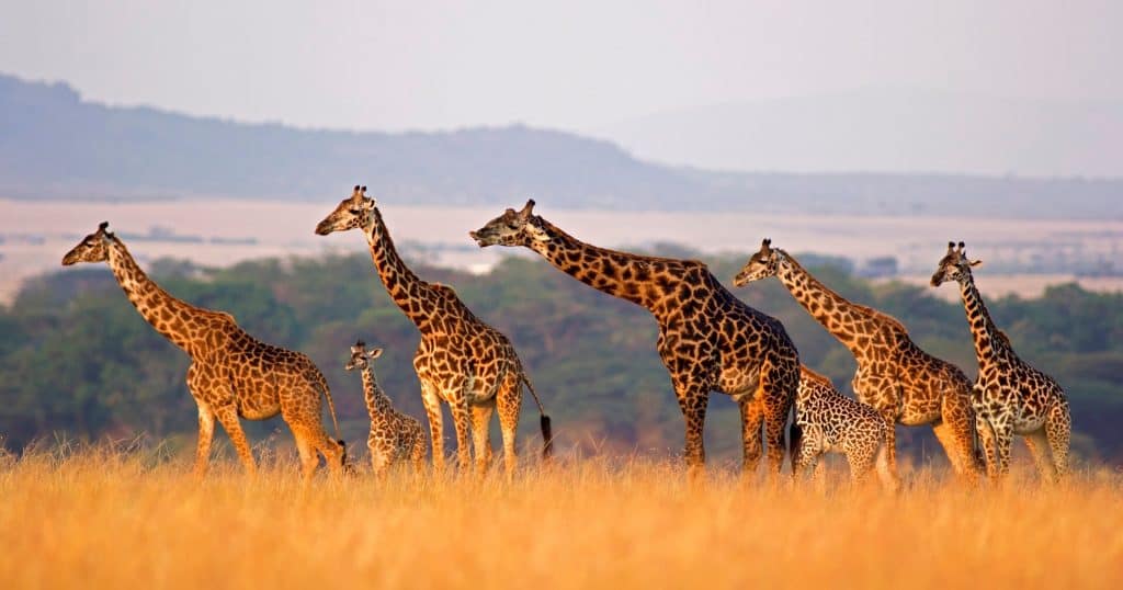 Giraffe Sarafu Travel