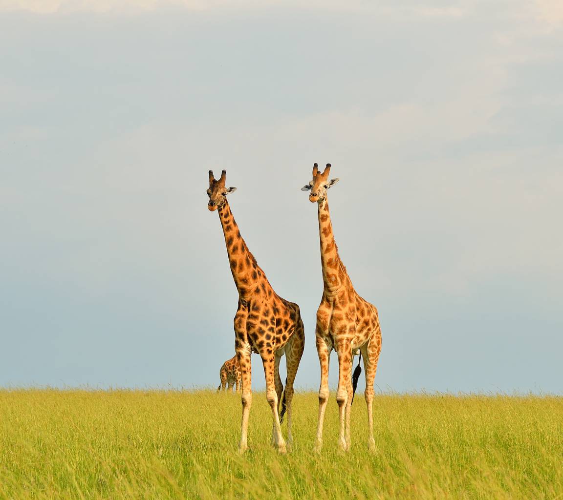 Giraffes 180x160cm Copy Copy