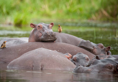 3 Days Uganda Big 5 & Murchison Falls Safari