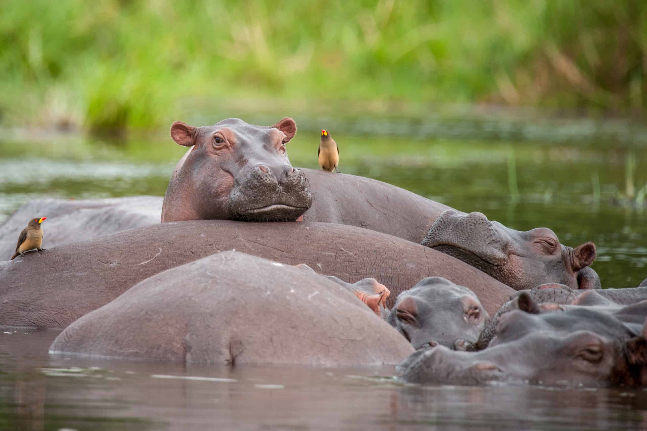 Hippo Pod Relaxing In The Nile River, Murchison Falls National Park, Uganda Copy