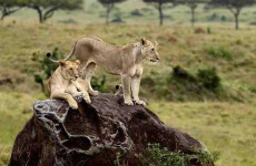 3 Days Zanzibar to Serengeti Fly-In Safari