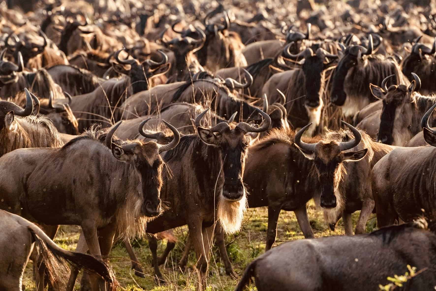 9 days Serengeti migration calving season safari