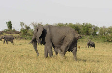 5 Days Northern Tanzania Camping Safari