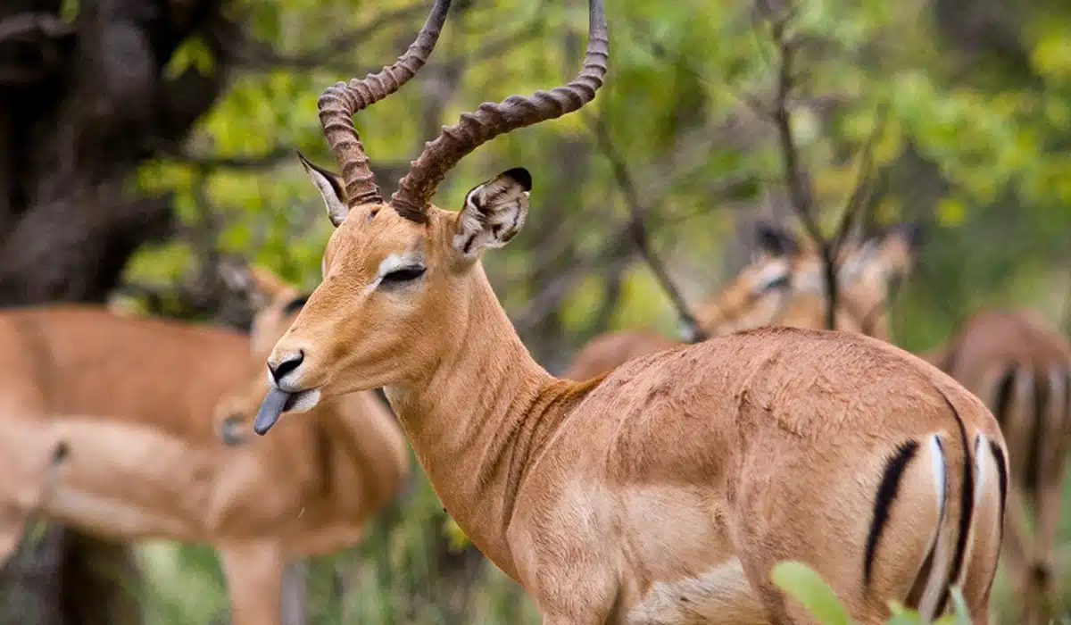 Impala In Lake Manyara National Park Easy Travel Tanzania