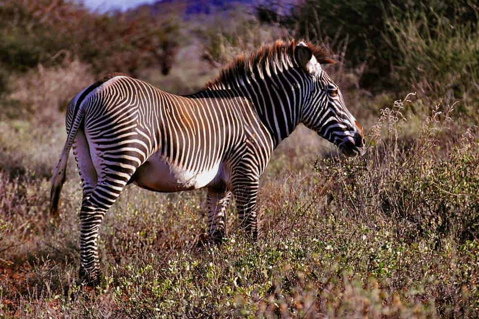 Grevys Zebra