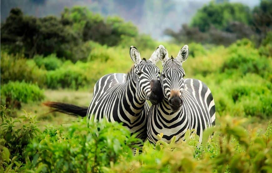 Kenya By Tripsbetter 870x555