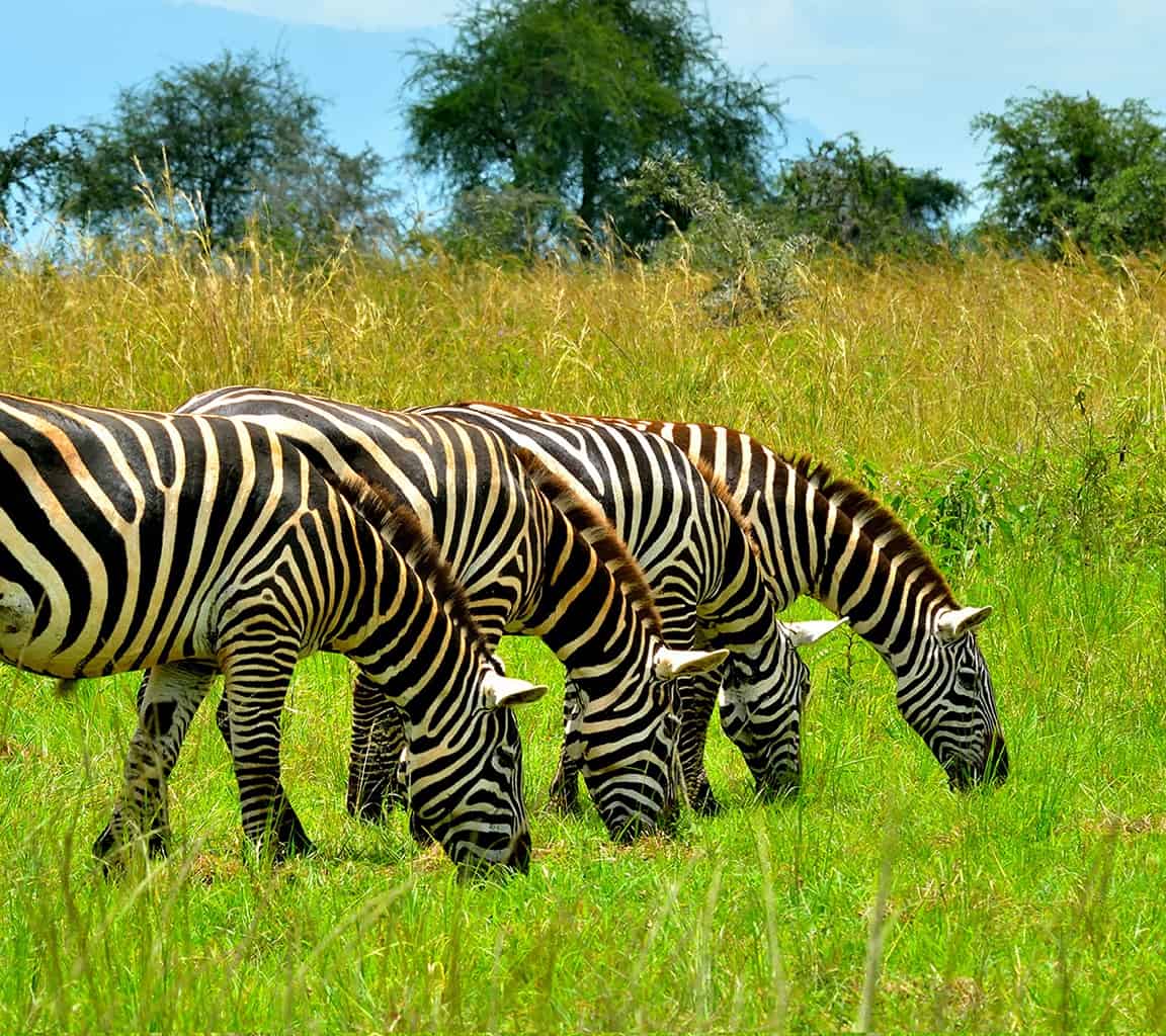 Kidepo Valley National Park Zebras Web Copy