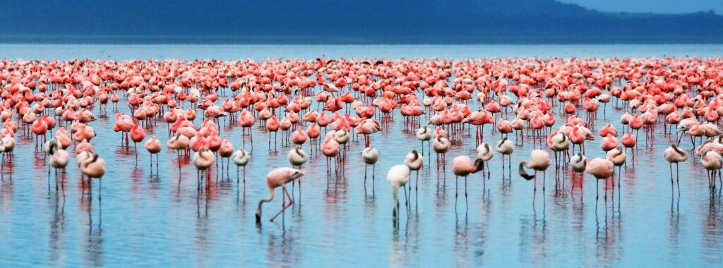 Lake Manyara 1024x380