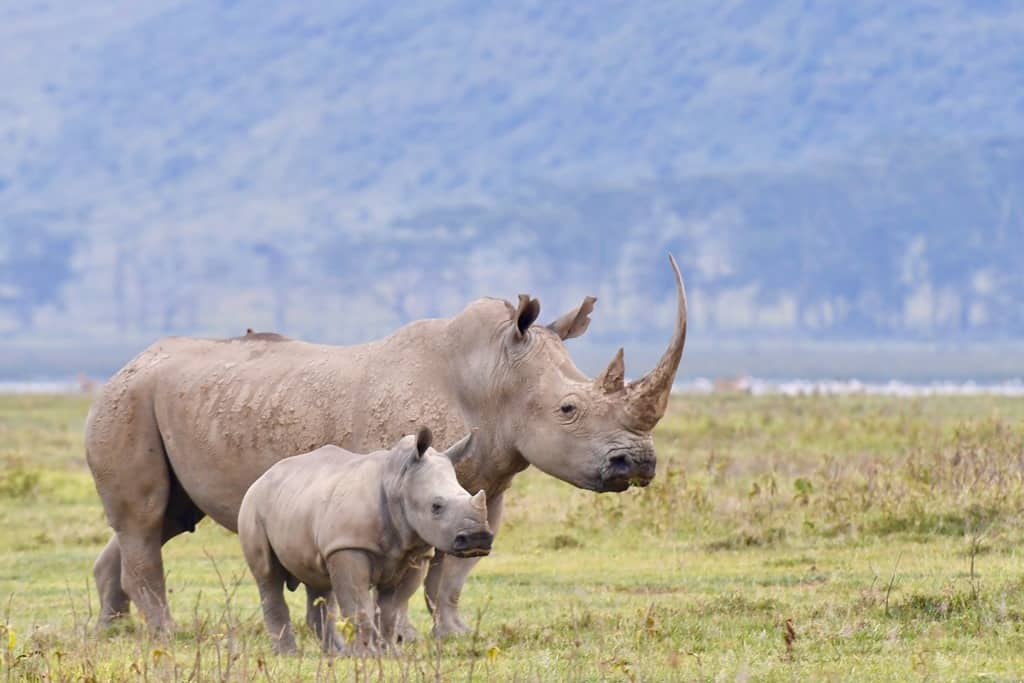 Lake Nakuru National Park