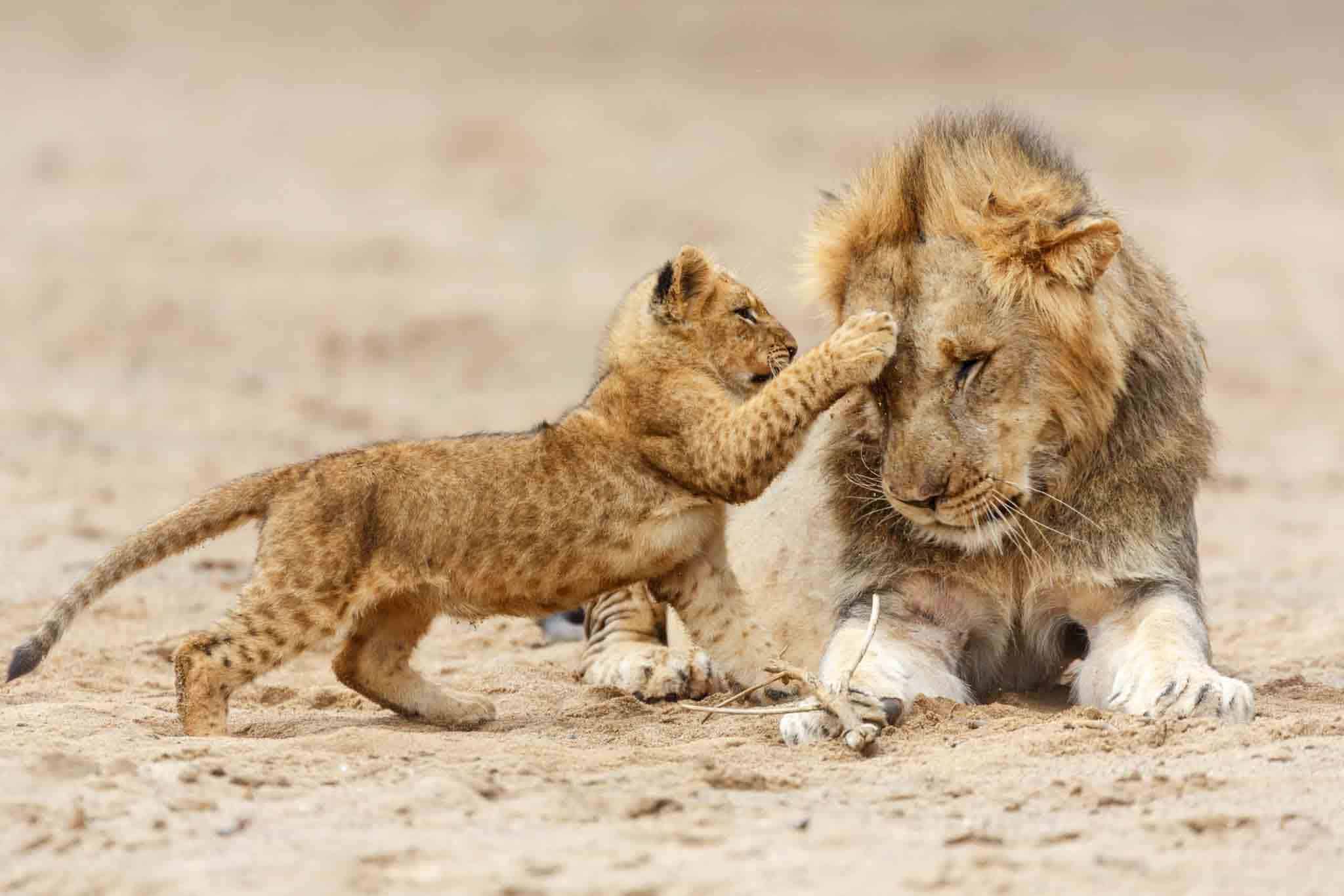 Lion And Cub In Serengeti National Sarafu Travel