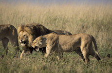 3 Days Safari to Manyara, Ngorongoro & Tarangire