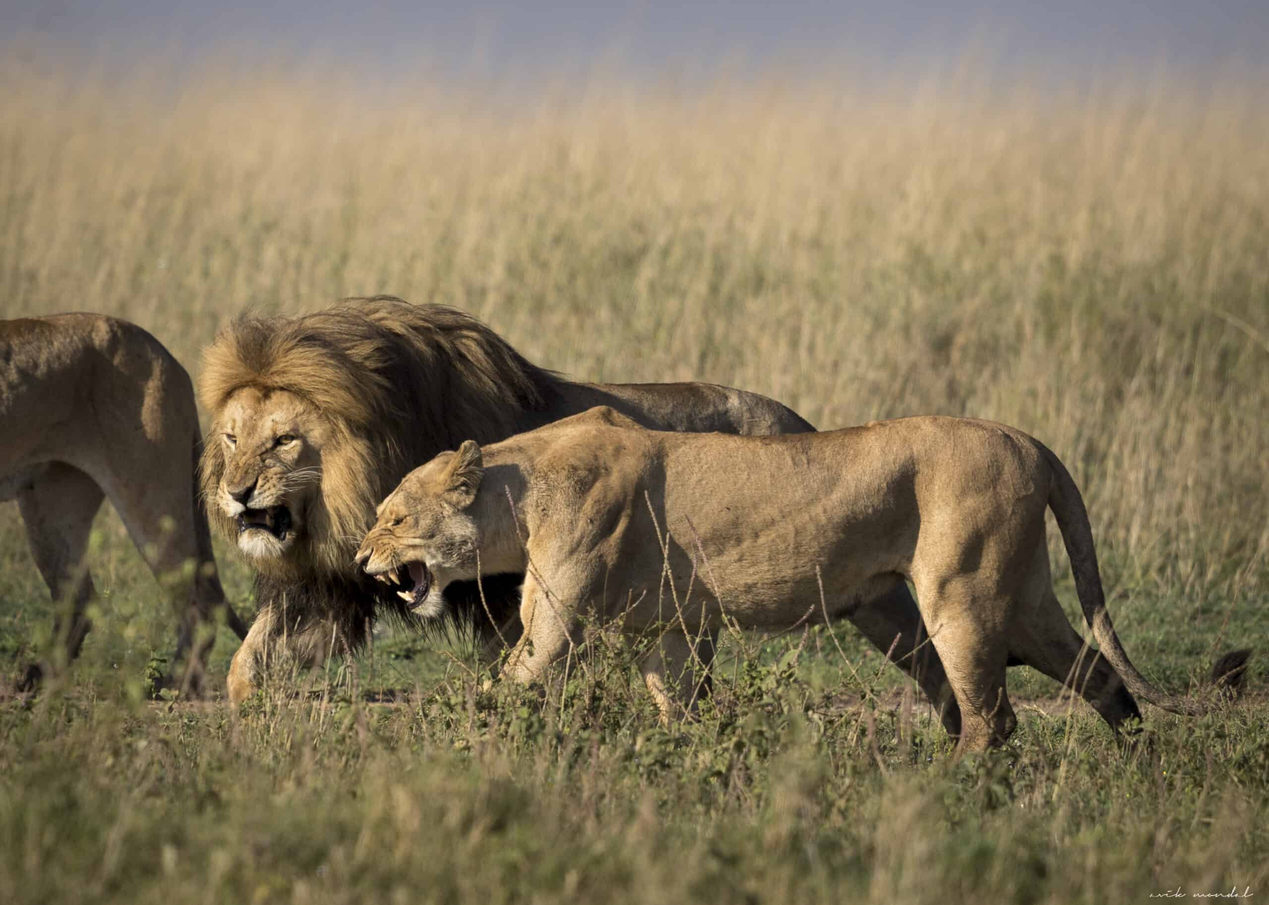 Lion Male & Females