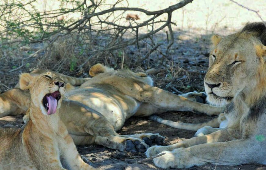 Lions At Mikumi 870x555