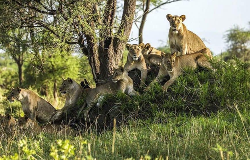 Mikumi National Park 3 Days 870x555
