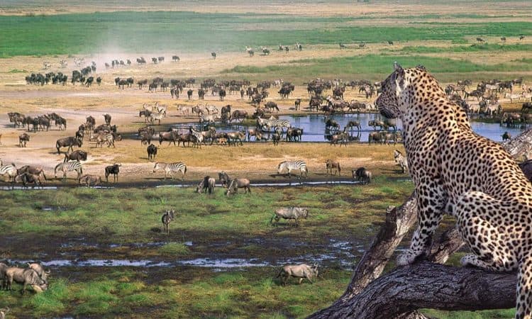 Ngorongoro Facts 750x450 1
