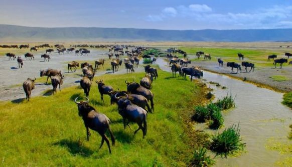 Ngorongoro Conservation 582x333 1