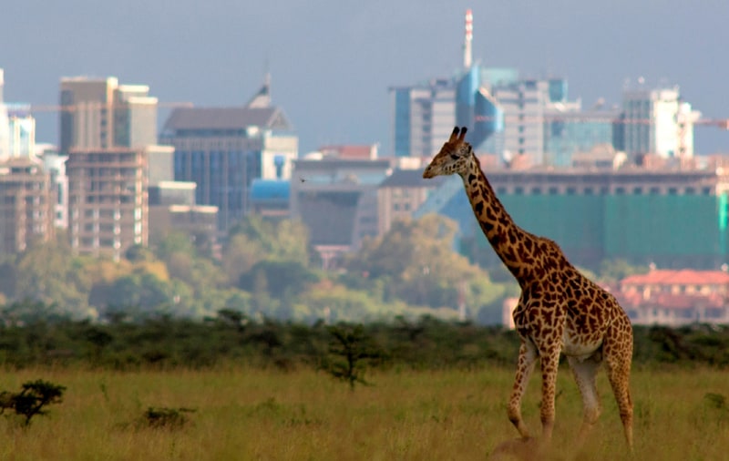 Safarideal 1