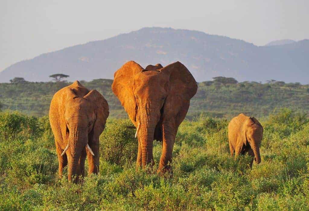 Samburu National Reserve 6