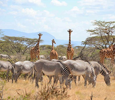 Tanzania Safari And Beach Vacations 02
