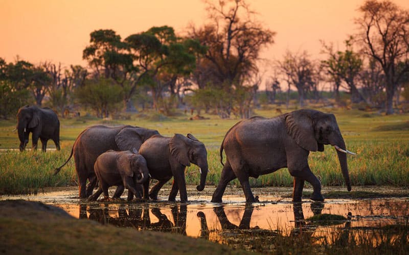 Tarangire National Park Elephant Sarafu