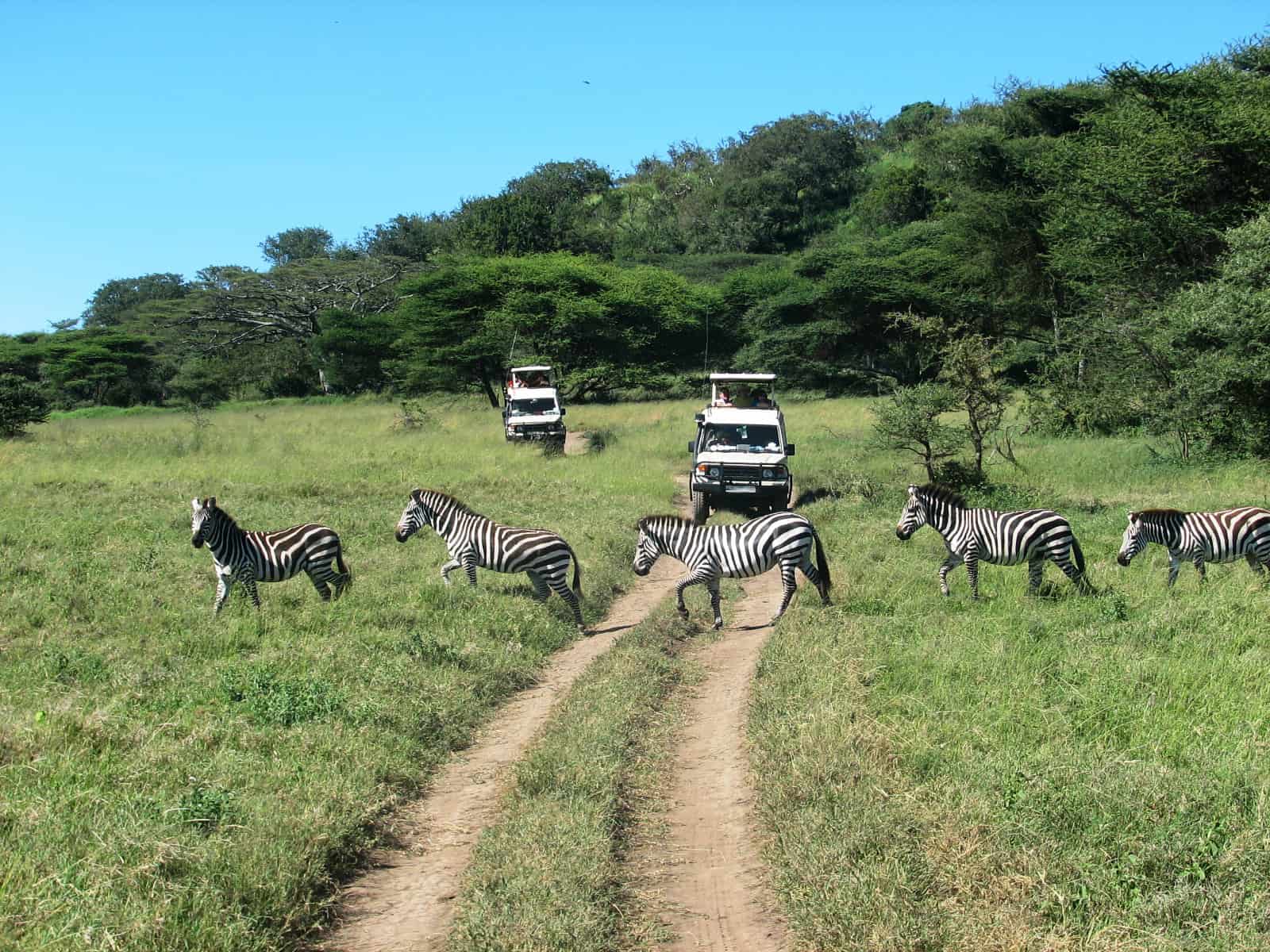 Zebra In A Row
