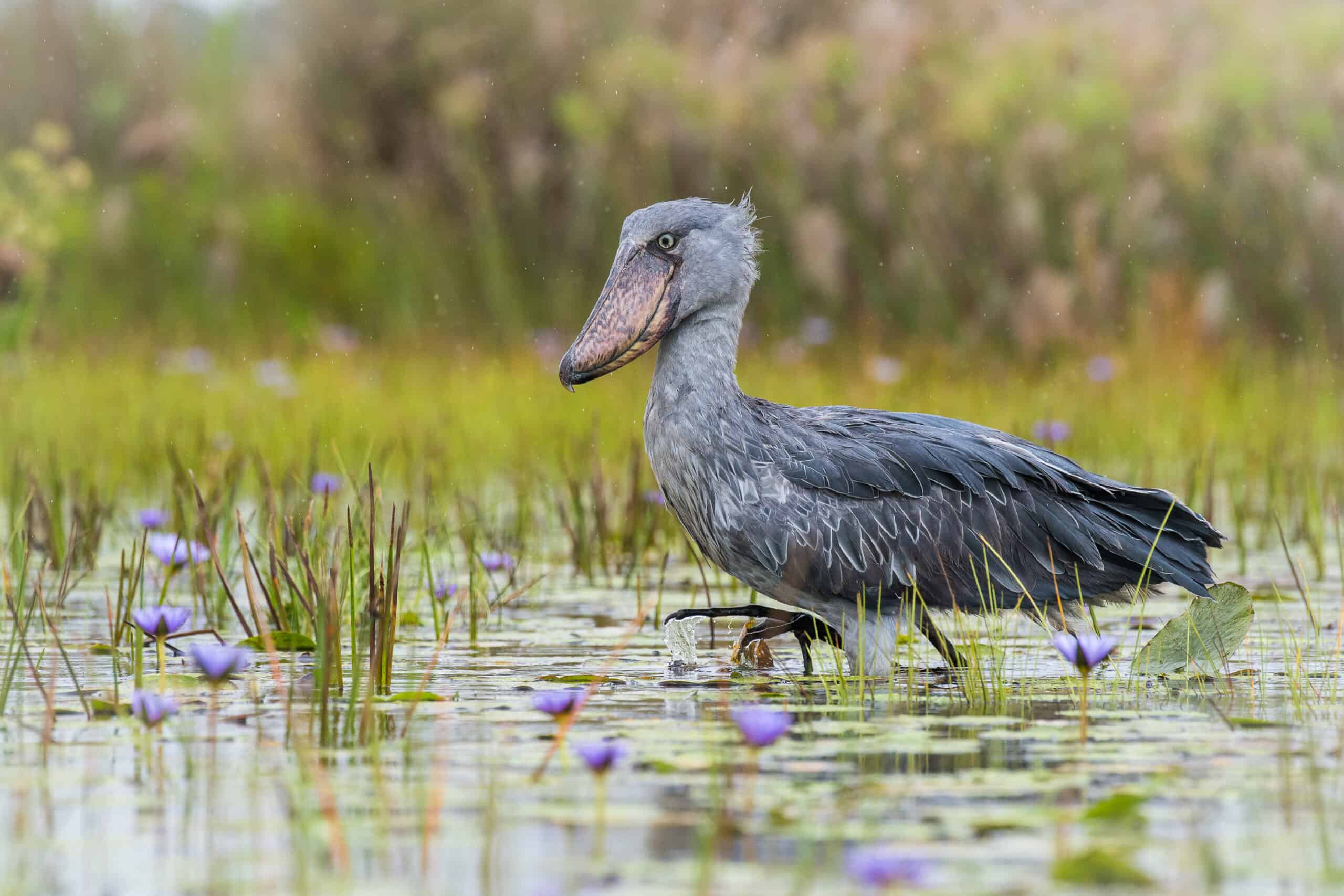 The Shoebill, Balaeniceps Rex, Also Known As Whalehead Or Shoe Billed Stork, Is A Very Large Stork Like Bird. It Derives Its Name From Its Massive Shoe Shaped Bill. Walking In The Wetland, Blue Flower