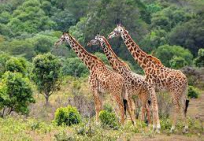 2-Day Tarangire and Lake Manyara Safari