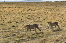 9 Day Kenya Wildlife and Beach Safari